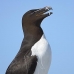 razorbill_msi_v_2392_can1750.jpg